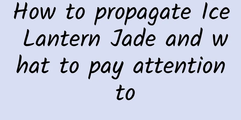 How to propagate Ice Lantern Jade and what to pay attention to