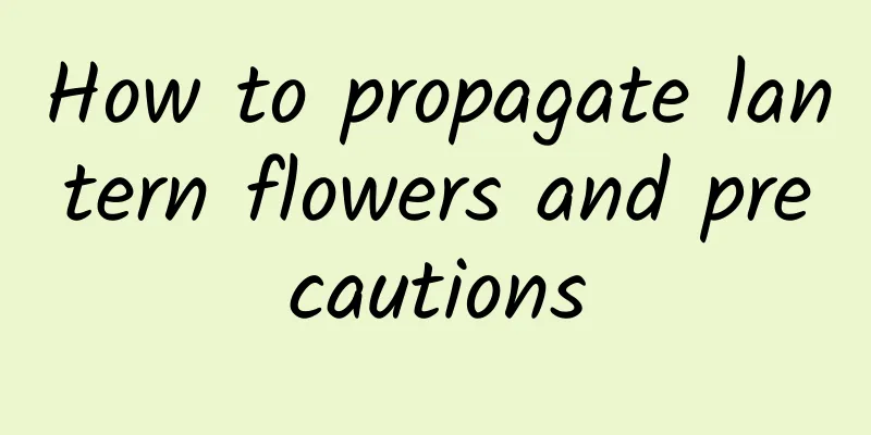How to propagate lantern flowers and precautions