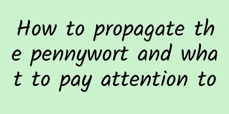 How to propagate the pennywort and what to pay attention to