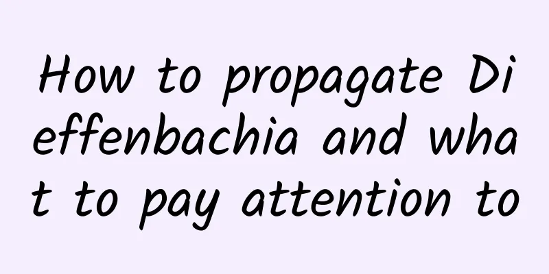 How to propagate Dieffenbachia and what to pay attention to
