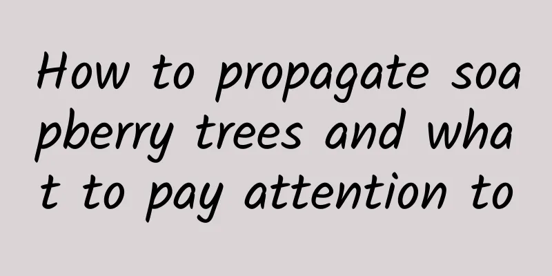 How to propagate soapberry trees and what to pay attention to