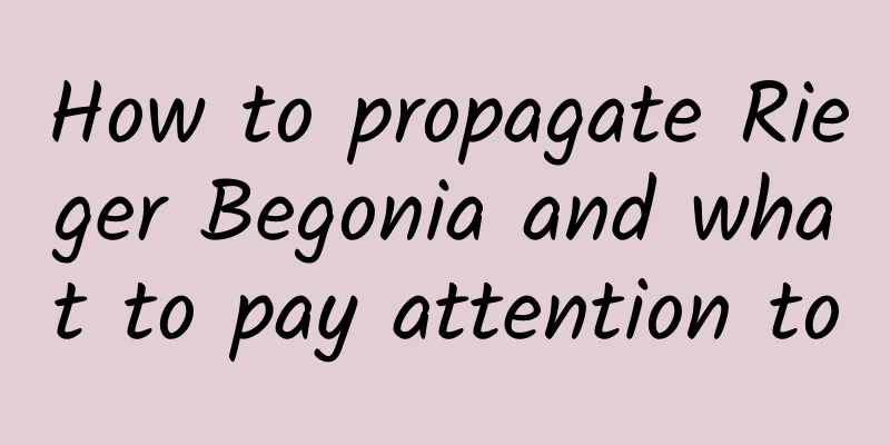 How to propagate Rieger Begonia and what to pay attention to