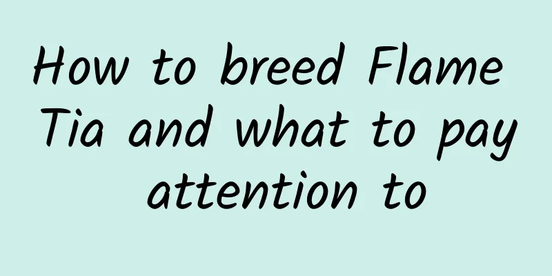 How to breed Flame Tia and what to pay attention to