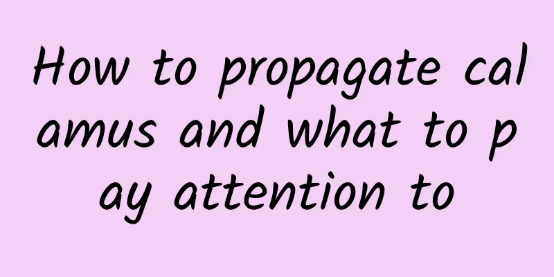 How to propagate calamus and what to pay attention to