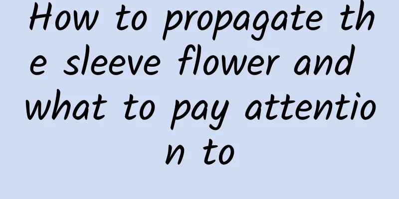 How to propagate the sleeve flower and what to pay attention to