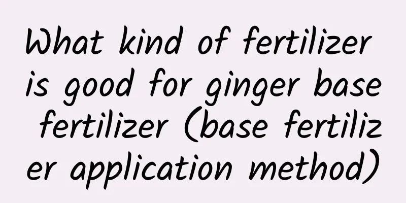 What kind of fertilizer is good for ginger base fertilizer (base fertilizer application method)