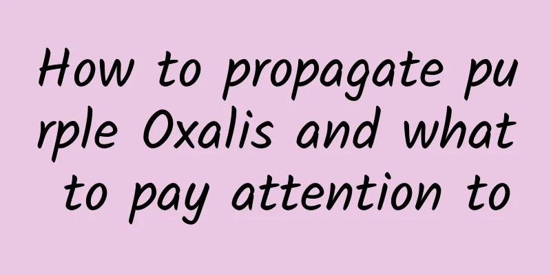 How to propagate purple Oxalis and what to pay attention to
