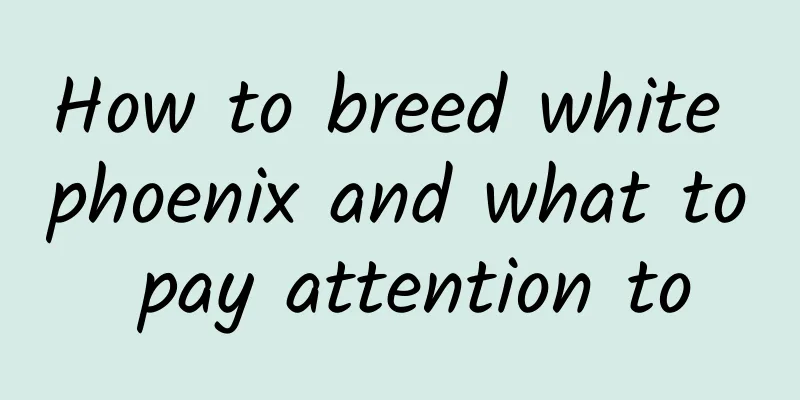 How to breed white phoenix and what to pay attention to
