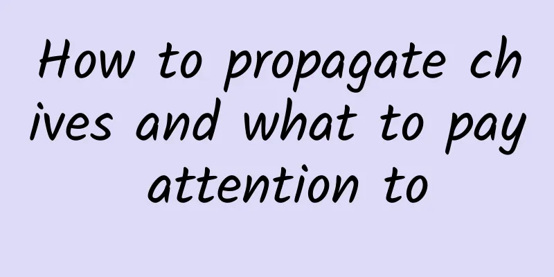How to propagate chives and what to pay attention to