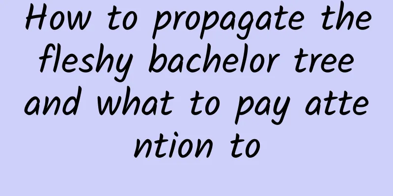 How to propagate the fleshy bachelor tree and what to pay attention to