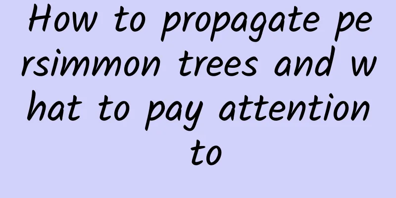 How to propagate persimmon trees and what to pay attention to