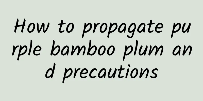 How to propagate purple bamboo plum and precautions