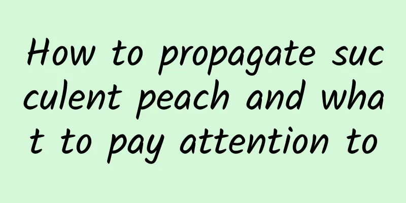 How to propagate succulent peach and what to pay attention to