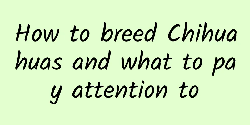 How to breed Chihuahuas and what to pay attention to