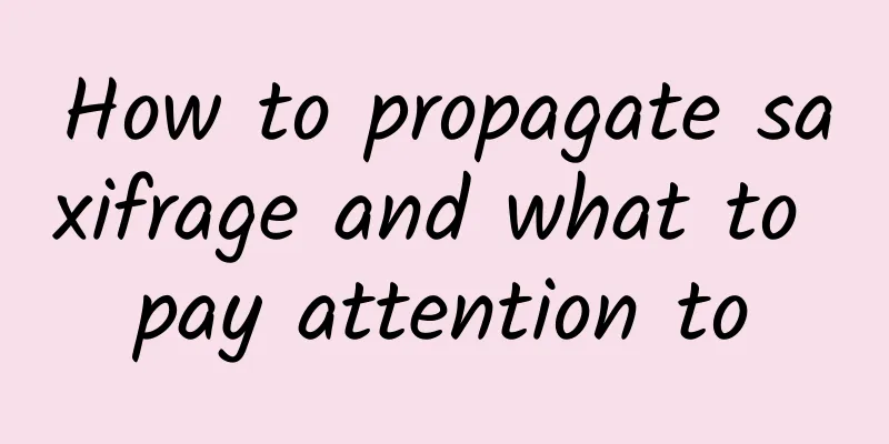How to propagate saxifrage and what to pay attention to