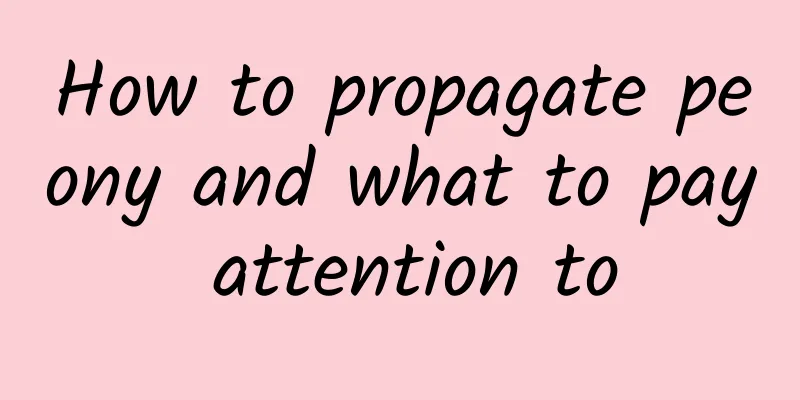 How to propagate peony and what to pay attention to