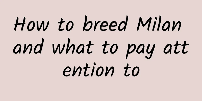 How to breed Milan and what to pay attention to