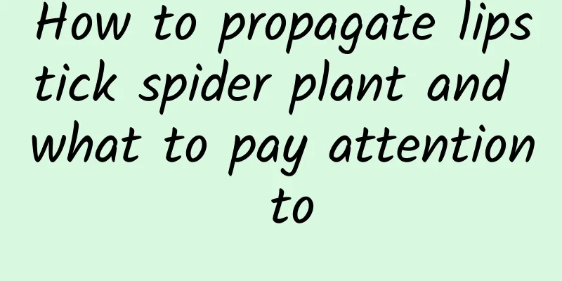 How to propagate lipstick spider plant and what to pay attention to