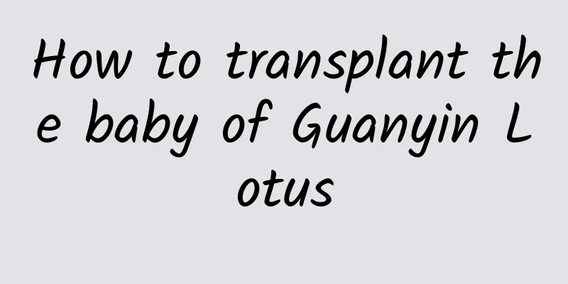 How to transplant the baby of Guanyin Lotus