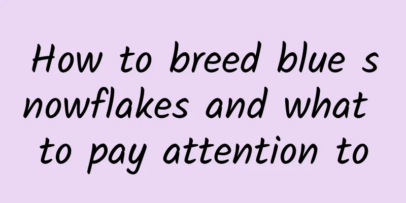 How to breed blue snowflakes and what to pay attention to