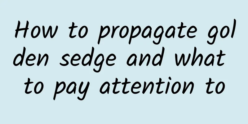 How to propagate golden sedge and what to pay attention to