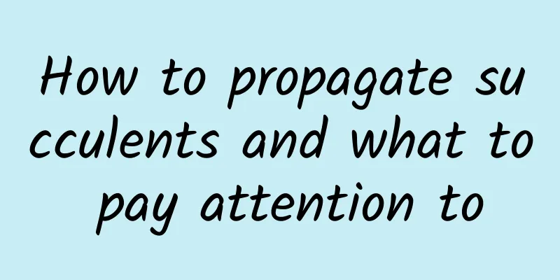 How to propagate succulents and what to pay attention to