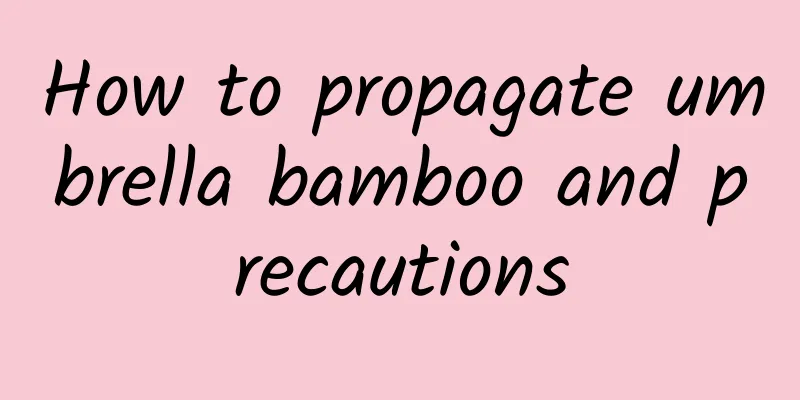 How to propagate umbrella bamboo and precautions