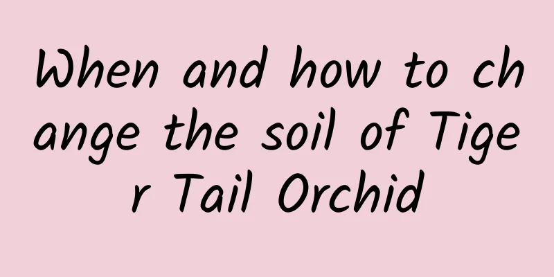 When and how to change the soil of Tiger Tail Orchid