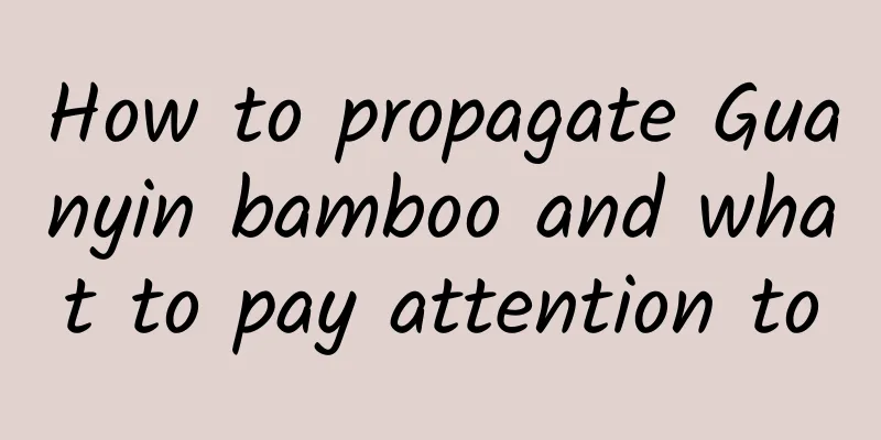 How to propagate Guanyin bamboo and what to pay attention to