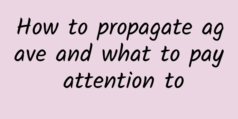 How to propagate agave and what to pay attention to