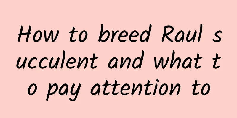 How to breed Raul succulent and what to pay attention to