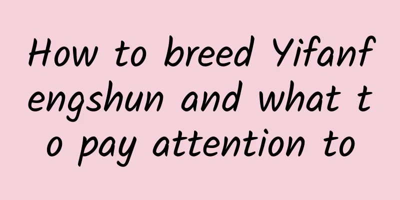 How to breed Yifanfengshun and what to pay attention to