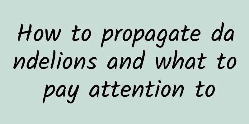How to propagate dandelions and what to pay attention to