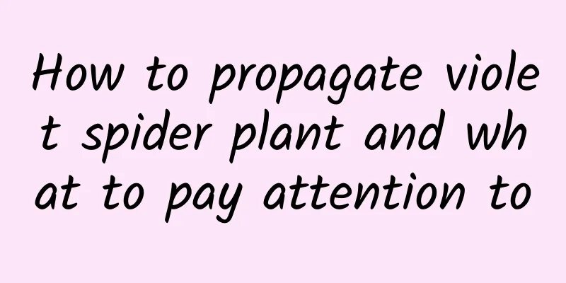 How to propagate violet spider plant and what to pay attention to