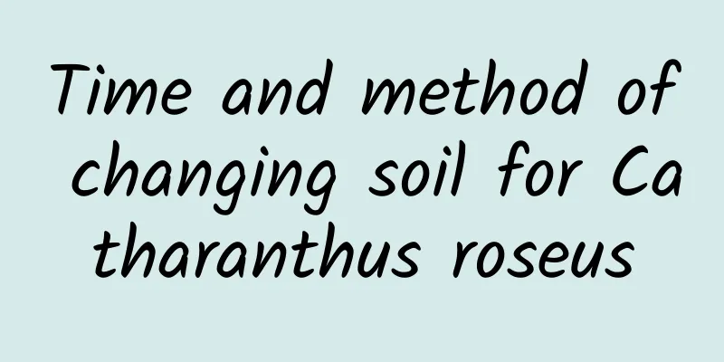 Time and method of changing soil for Catharanthus roseus