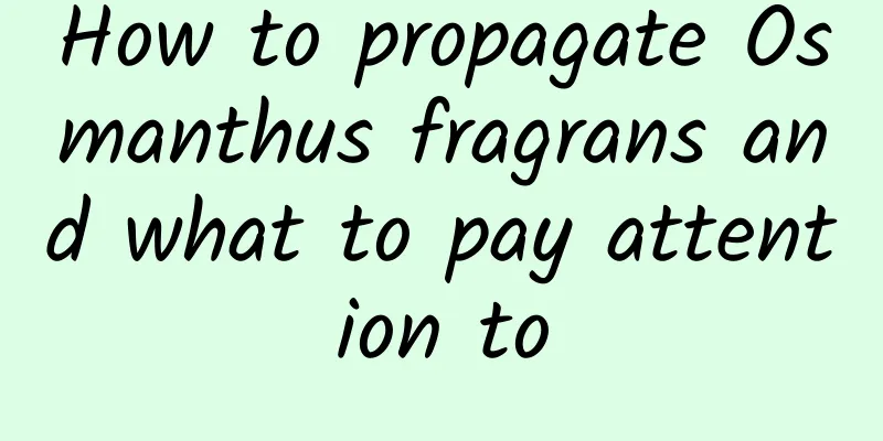 How to propagate Osmanthus fragrans and what to pay attention to