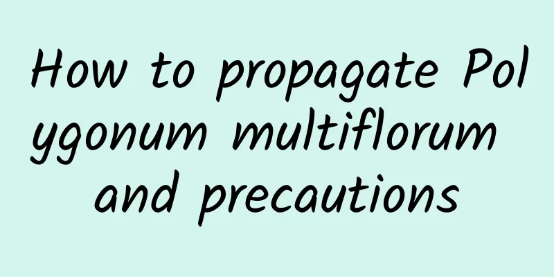 How to propagate Polygonum multiflorum and precautions