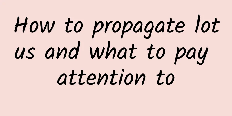 How to propagate lotus and what to pay attention to