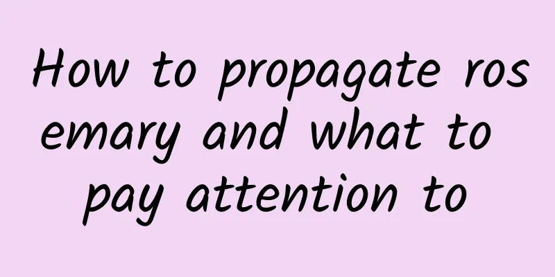 How to propagate rosemary and what to pay attention to