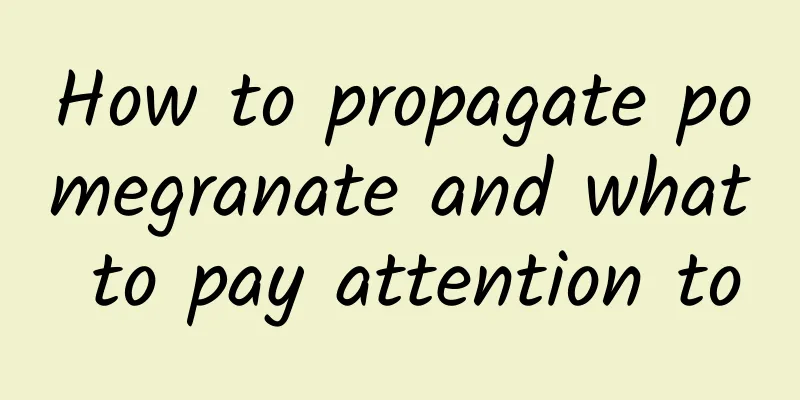 How to propagate pomegranate and what to pay attention to