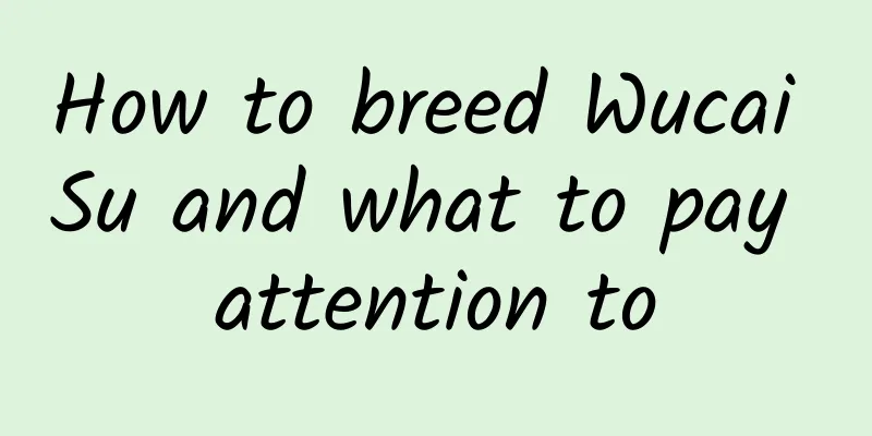 How to breed Wucai Su and what to pay attention to