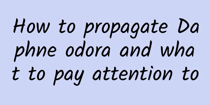 How to propagate Daphne odora and what to pay attention to