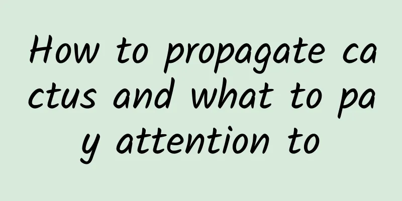 How to propagate cactus and what to pay attention to