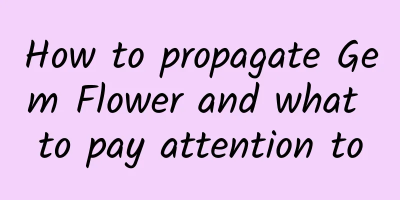 How to propagate Gem Flower and what to pay attention to