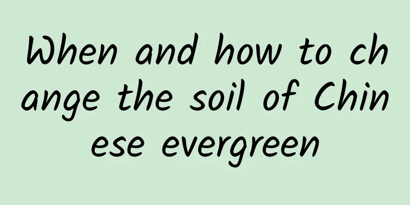 When and how to change the soil of Chinese evergreen