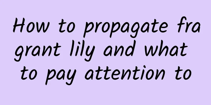 How to propagate fragrant lily and what to pay attention to