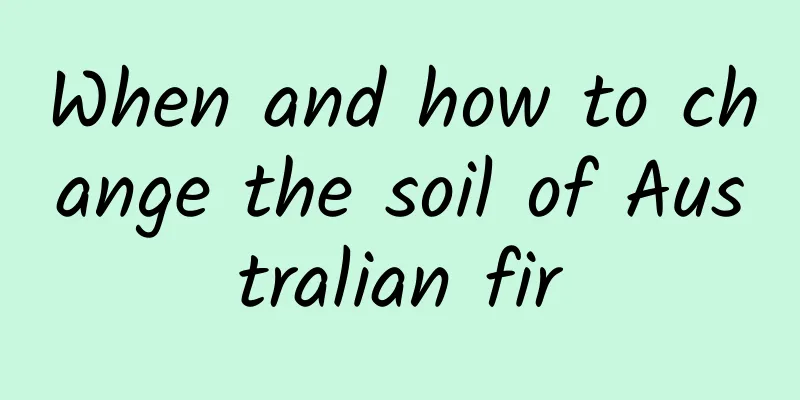 When and how to change the soil of Australian fir