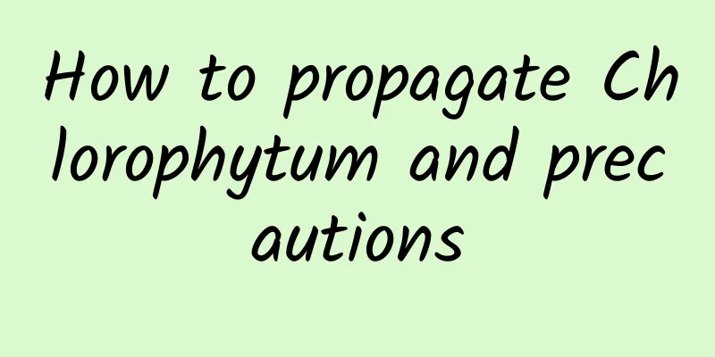 How to propagate Chlorophytum and precautions