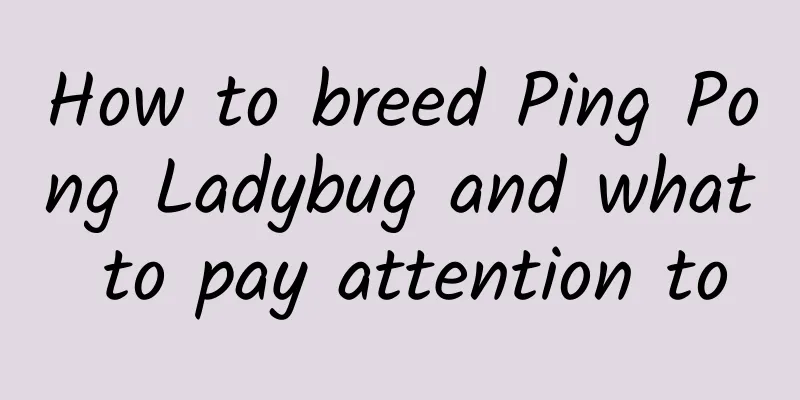 How to breed Ping Pong Ladybug and what to pay attention to