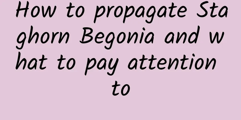 How to propagate Staghorn Begonia and what to pay attention to